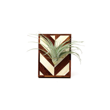 Air Plants Holder - S